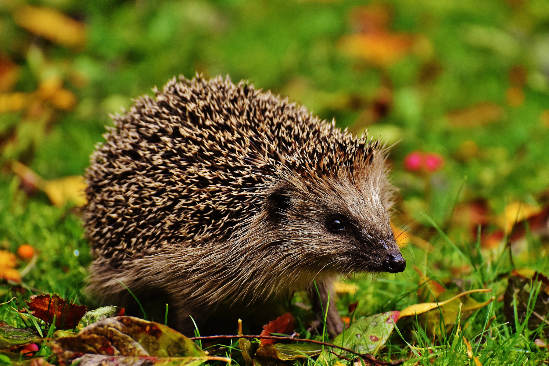 Free homes for hedgehogs to increase population and boost biodiversity  